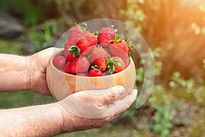 Close-up farmer's hand holding and offering red tasty ripe organic juicy strawberries in wooden bowl outdoors at farm