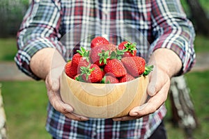 Close-up farmer's hand holding and offering red tasty ripe organic juicy strawberries in wooden bowl outdoors at farm