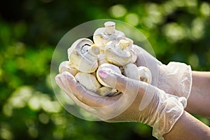 Close-up of a farmer`s hand in rubber transparent gloves hold mushrooms champignons