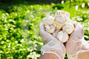 Close-up of a farmer`s hand in rubber transparent gloves hold mushrooms champignons