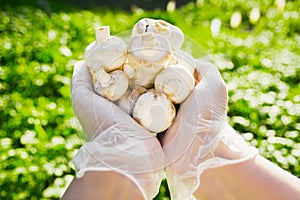 Close-up of a farmer`s hand in rubber transparent gloves hold mushrooms champignons