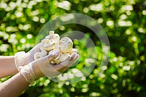 Close-up of a farmer`s hand in rubber transparent gloves hold mushrooms champignons