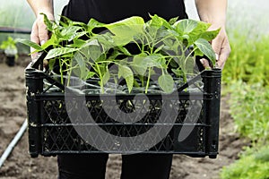 Close-up farmer& x27;s hands hold a box with seedlings in a greenhouse. Growing sweet peppers for the garden in plastic