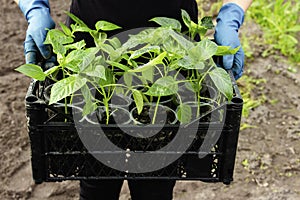 Close-up farmer's hands hold a box with seedlings in a greenhouse. Growing sweet peppers for the garden in plastic