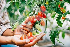 Close-up of farmer's hands holding cherry tomatoes in a greenhouse