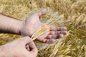 Close-up of the farmer`s hands. A man holds two golden ears of wheat against a ripening field. The concept of planting and
