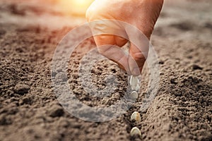 Close up of farmer`s hands, planting seeds in spring. The concept of the garden, the beginning of the season, summer cottage