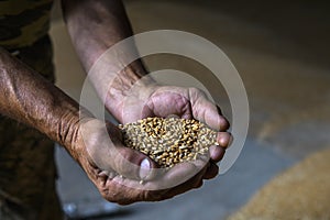 Close-up of a farmer& x27;s palms holding a grain of wheat inside the storage of a farm