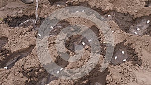 Close-up, farmer waters holes with bean seeds in ground, soil for better germination. planting seeds in the garden