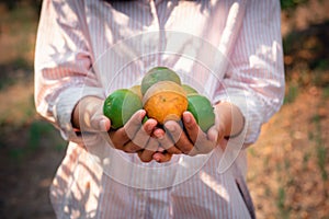 Close-Up of Farmer Woman Hands is Harvesting Orange in Organic Farm, Agriculturist Reaping an Oranges and Holding on Her Hands, Ag
