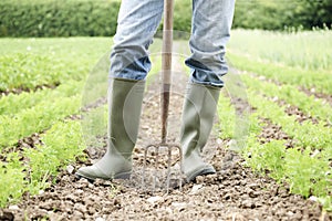 Close Up Of Farmer Working In Organic Farm Field