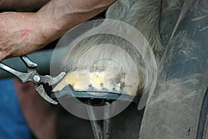 Close up of a Farrier shoeing a horse