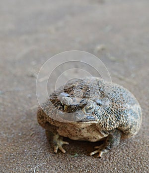 Close up a fat toad on the ground