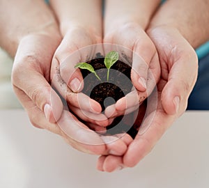 Close up of father and girl hands holding sprout