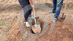 Close-up of a father and son deftly digging a hole for planting a tree.