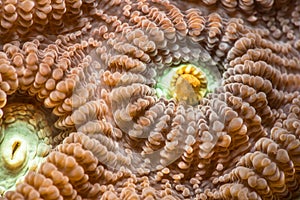 Close up of Favia favus coral photo