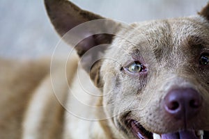 Close up fear feeling brown dog eye contact