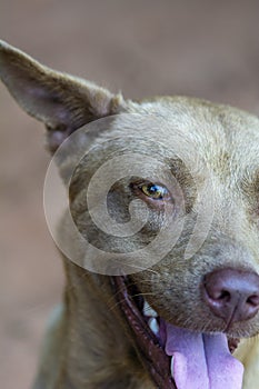 Close up fear feeling brown dog eye contact