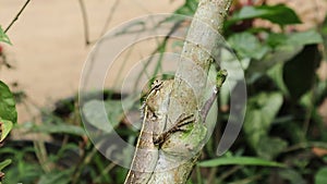 Close up of a feared female oriental garden lizard hugging a tree trunk