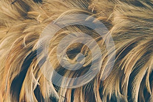 Close up Feather duster