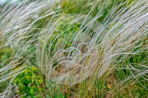 Close-up feather grass or needle grass, growing on the meadow