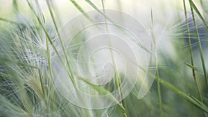 Close up of feather grass in the wind in a summer meadow. Action. Flying through the green field and fluffy plants white