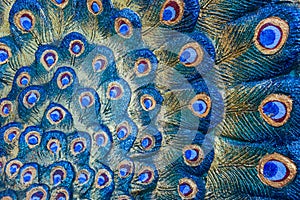 Close up feather peacock statue for use background