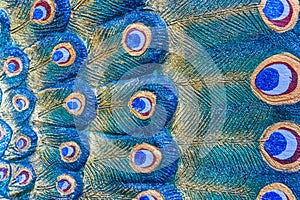 Close up feather peacock statue for use background