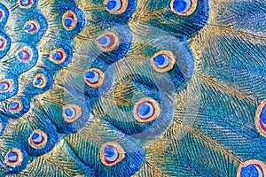 Close up feather peacock statue for use background