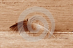 Close-up of a feather on a wooden background in Peach Fuzz