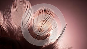 Close-up of feathers against pink background