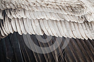 Feathers of an Andean condor - Natural feather texture background photo