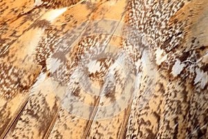 Close up of feathers of long-eared owl (Asio otus) photo
