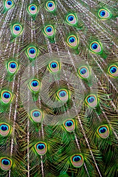 Close-up of feathers, male The Indian blue peafowl, Peacock (Pavo cristatus