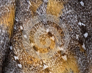 Close-up on the feathers of a nocturnal bird of prey