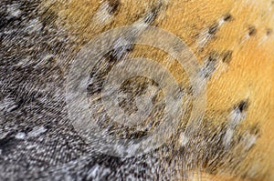 Close-up on the feathers of a nocturnal bird of prey