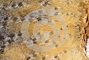 Close-up on the feathers of a nocturnal bird of prey