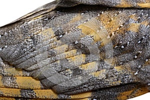 Close-up on the feathers of a nocturnal bird of prey, Barn Owl