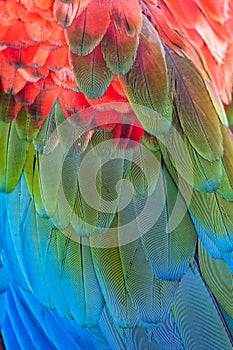 Close-up of the feathers of a Red-and-green Macaw