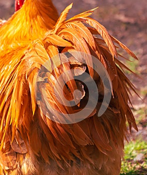 Close-up of feathers on the red tail of a rooster