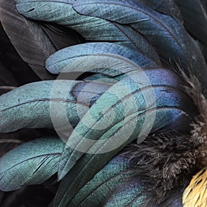 Close up of the feathers of a rooster