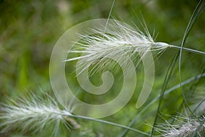 Close-up of feathertop plant. White hairs