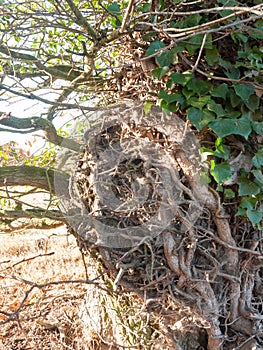 Close up feature of tree growing roots branches wrapped around