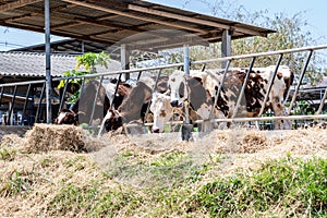 Close up of feeding cows in cowshed on dairy farm in countryside of Thailand. Black and white cows eating hay in the stable