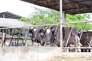 Close up of feeding cows in cowshed on dairy farm in countryside of Thailand. Black and white cows eating hay in the stable during