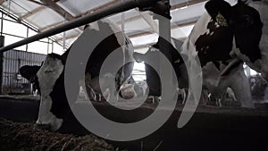 Close-up feeding dairy cows. Footage. Cows eat hay on modern dairy farm. Dairy cows eat nutrient feed and hay on