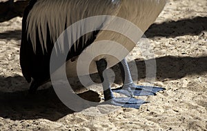 Close-up of feet of an Australian Pelican (Pelecanus conspicillatus)