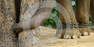 Close up of feet of elephant with chain