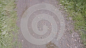 Close-up of feet walking on trail stepping on puddles. Stock footage. Reliable shoes for wet weather in rain and for