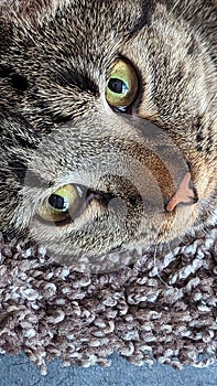 Close up of a Feline cat